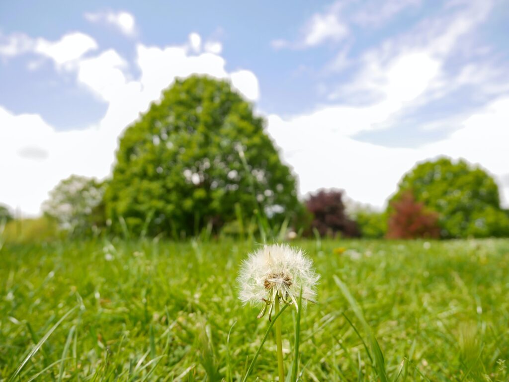 daniela paola alchapar Ei6aMJwRtOg unsplash 1024x769 - So steigern Sie den Wert Ihrer Immobilien durch professionelle Grünpflege