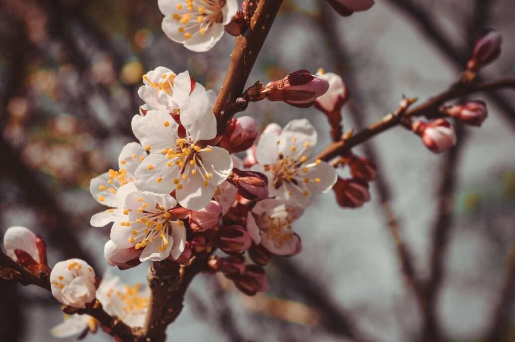 flower 3364917 1280 1024x681 - Pflege von Streuwiesen: Ein Schlüssel zur Förderung der Artenvielfalt in Ihrer Gemeinde